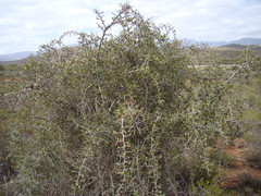 Gloveria integrifolia