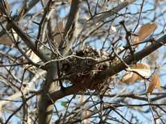 Pycnonotus nigricans