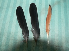 Onychognathus morio morio