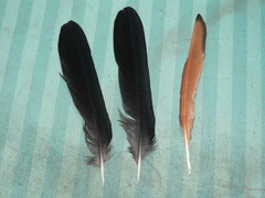 Onychognathus morio morio