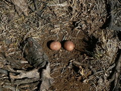 Caprimulgus rufigena