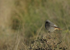 Phoenicurus ochruros