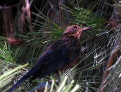 Turdus merula