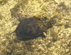 Actinemys marmorata pallida