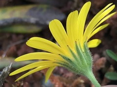 Calendula suffruticosa