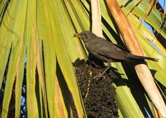 Turdus merula