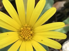 Calendula suffruticosa