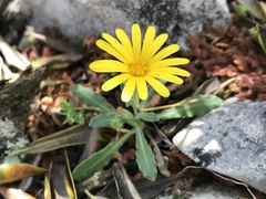 Calendula suffruticosa