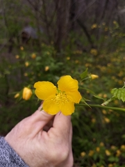 Kerria japonica