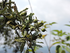 Osteomeles subrotunda