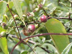 Osteomeles subrotunda
