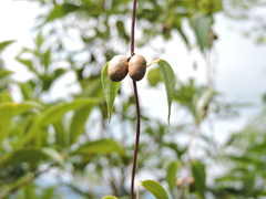 Dioscorea japonica