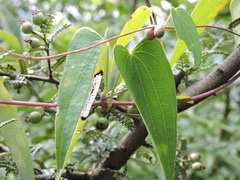 Dioscorea japonica