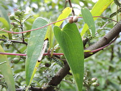 Dioscorea japonica