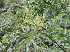 Rhus chinensis