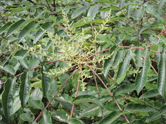 Rhus chinensis