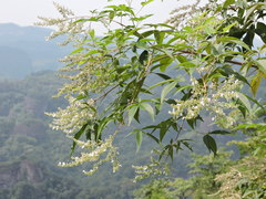 Vitex negundo cannabifolia