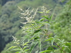 Vitex negundo cannabifolia