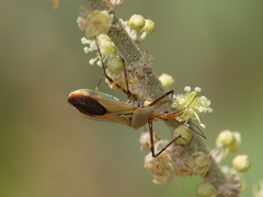 Zelus laticornis