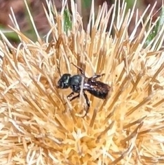 Osmia lignaria