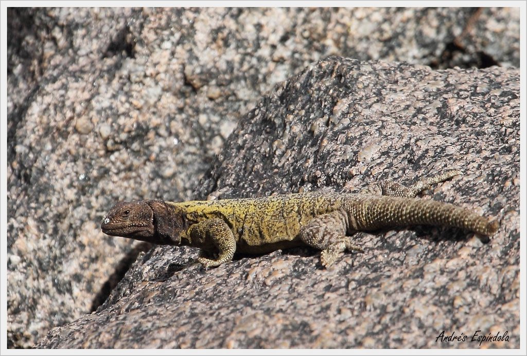 Laguna Blanca Chuckwalla