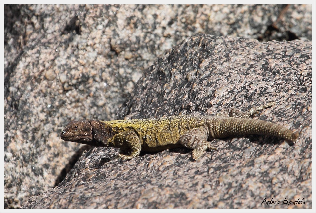 Laguna Blanca Chuckwalla photo 2