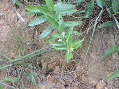 Helicteres angustifolia