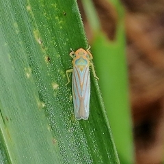 Ferrariana trivittata