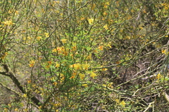 Parkinsonia texana macra