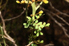 Parkinsonia texana macra