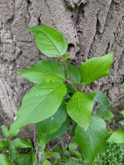 Populus trichocarpa
