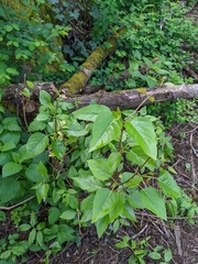 Populus trichocarpa