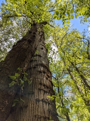 Populus trichocarpa