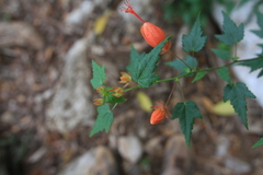 Pavonia punctata