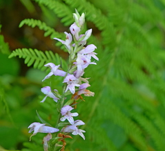 Dactylorhiza saccifera