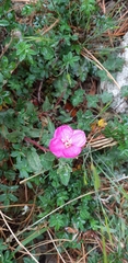 Oenothera deserticola