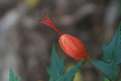 Pavonia punctata