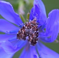 Prochoreutis stellaris
