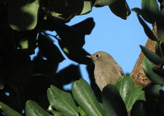 Phoenicurus ochruros