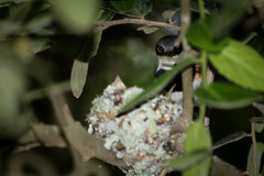 Batis capensis capensis