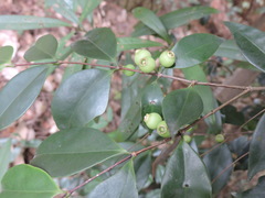 Memecylon ligustrifolium