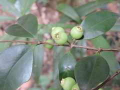 Memecylon ligustrifolium