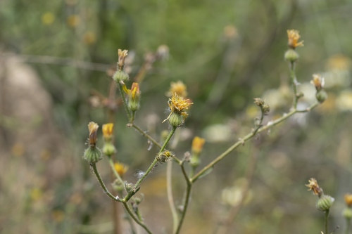 Image of Picris rhagadioloides by (c) Eleftherios Katsillis, some rights reserved (CC BY)