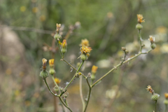 Picris rhagadioloides