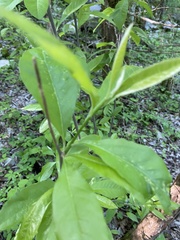 Sideroxylon lycioides