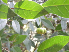 Neoshirakia japonica