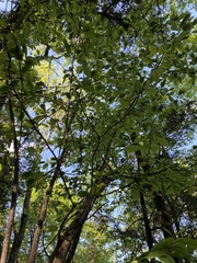 Sideroxylon lycioides