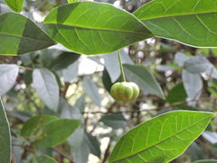 Neoshirakia japonica