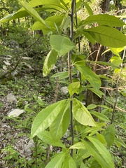 Sideroxylon lycioides