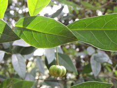 Neoshirakia japonica